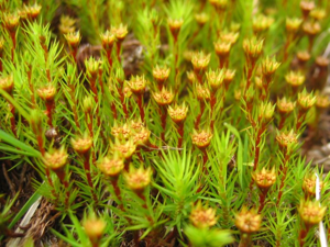 Polytrichum strictum.jpeg © Kristian Peters -- Fabelfroh 16:07, 31 December 2006 (UTC)