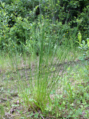 Juncus filiformis Oulu, Finland 09.06.2013.jpg © Matti Virtala