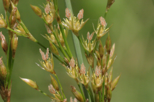 Juncus inflexus (Grau-Simse) IMG 26459.JPG © HermannSchachner