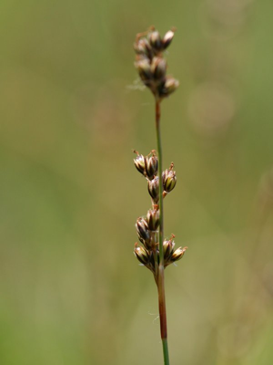 Juncus squarrosus.jpeg © Kristian Peters -- Fabelfroh 07:27, 23 June 2007 (UTC)
