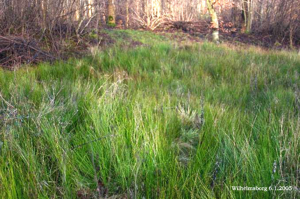 Juncus-subnodulosus.jpg © Commons