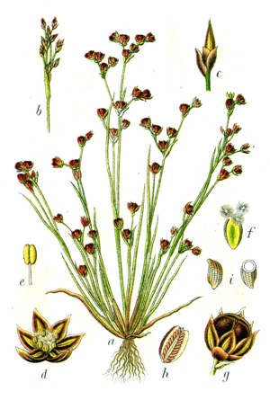 Juncus tenageia Sturm17.jpg © Johann Georg Sturm (Painter: Jacob Sturm)