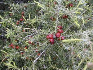 Juniperus oxycedrus.jpg © No machine-readable author provided. David.gaya assumed (based on copyright claims).
