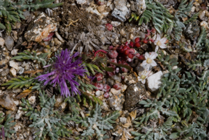 Jurinea humilis.JPG © Guillampa4