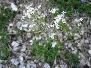 Kernera saxatilis.jpg © User:Tigerente
