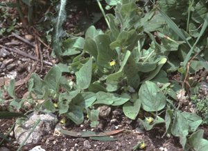Kickxia spuria eF.jpg © Commons