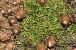 Diphyscium foliosum (b, 113100-471926) 9530.JPG © HermannSchachner