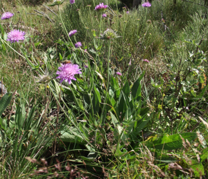 Knautia arvernensis.jpg © jmp48