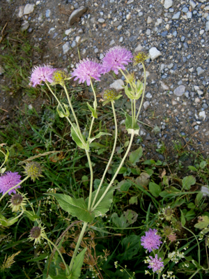 Knautia dipsacifolia01.jpg © Meneerke bloem