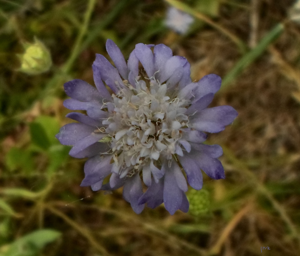 חוגית Knautia integrifolia.jpg © Eitan f