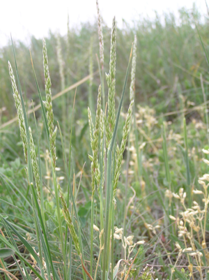 Koeleria macrantha.JPG © Don Pedro28