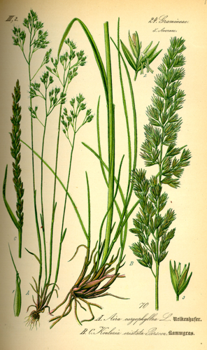 Illustration Koeleria pyramidata0.jpg © Commons