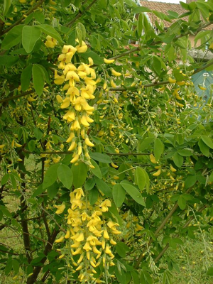 Laburnum anagyroides.jpg © J.F. Gaffard, licence GFDL