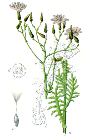 Lactuca perennis Sturm47.jpg © Johann Georg Sturm (Painter: Jacob Sturm)