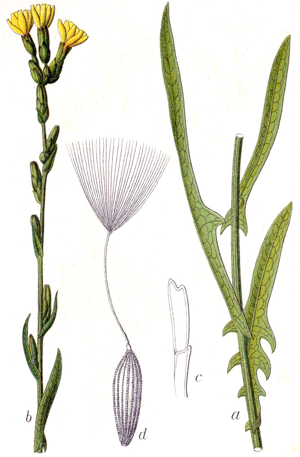 Lactuca saligna Sturm46.jpg © Johann Georg Sturm (Painter: Jacob Sturm)
