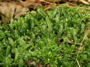 Fissidens adianthoides.jpeg © Kristian Peters -- Fabelfroh 15:58, 8 October 2007 (UTC)