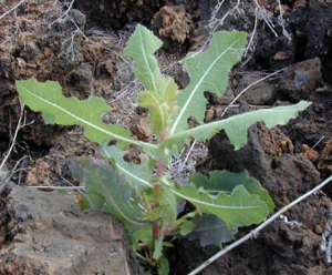 Lactucaserriola2web.jpg © Commons