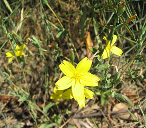 Lactuca viminea.jpg © Jean Tosti
