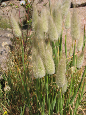 Lagurus ovatus.jpg © User:Tigerente