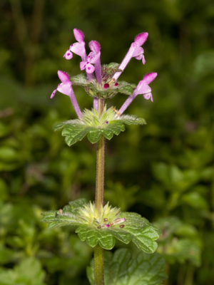 Lamium amplexicaule Kaldari 01.jpg © Kaldari