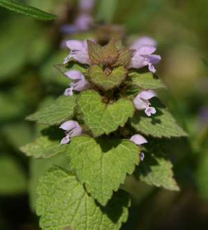Lamium hybridum 01.JPG © Fer55