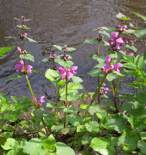 Lamium maculatum cm01.jpg © Tomasz Kuran aka Meteor2017