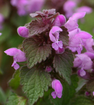 Lamium purpureum jamestown1.jpg © Daniel J. Layton