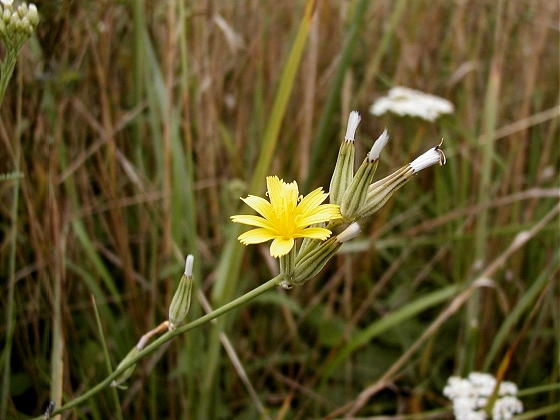 Nipplewort.jpg &copy; Sugarimp at English Wikipedia