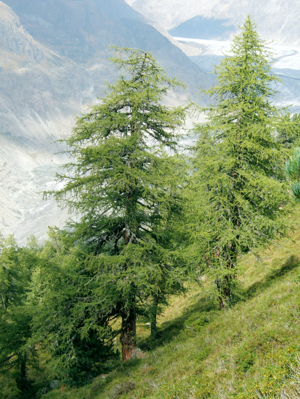 Larix decidua Aletschwald.jpg © Sciadopitys from UK