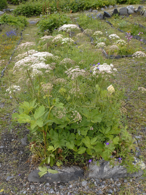 Apiaceae - Laserpitium siler.JPG © Hectonichus