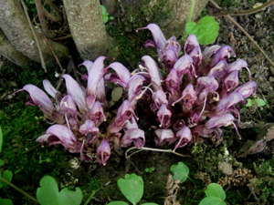 Lathraea clandestina RHu 02.jpg © Meneerke bloem