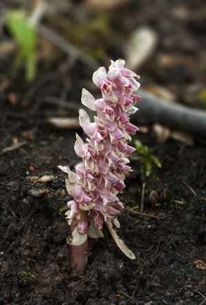 Lathraea squamaria LC0126.jpg © Jörg Hempel