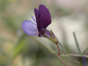 Lathyrus angulatus.jpg © Hans Hillewaert