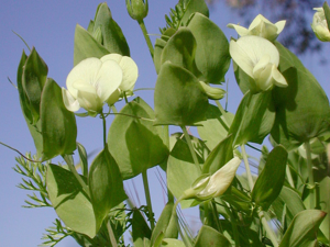 Lathyrus aphaca var. aphaca1LEST.jpg © Leif Stridvall