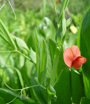 Lathyrus cicera.JPG © Commons