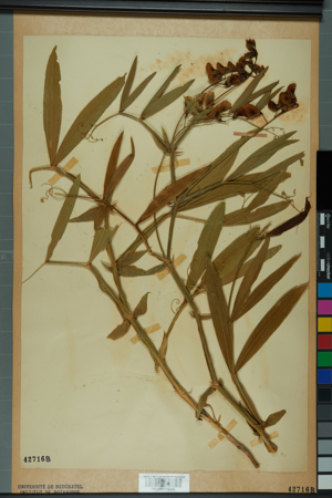Neuchâtel Herbarium - Lathyrus heterophyllus - NEU000054166.jpg © Neuchâtel Herbarium