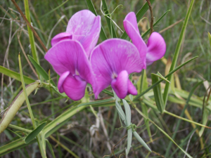 Lathyrus latifolius (pèsol bord).jpg © Victor M. Vicente Selvas