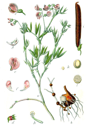 Lathyrus montanus Sturm18.jpg &copy; Johann Georg Sturm (Painter: Jacob Sturm)