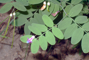 Lathyrus niger eF.jpg © Commons