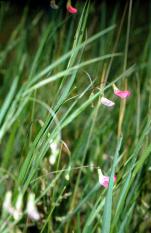 Lathyrus nissolia eF.jpg © Fornax