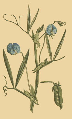 Lathyrus sativus.png © Curtis, William The Botanical Magazine, Vol. 4