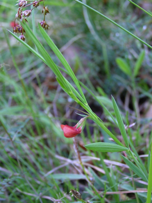 Lathyrus sphaericus 2.jpg © Haow