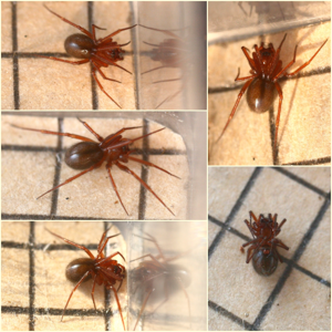 Saaristoa abnormis.jpg © Phil