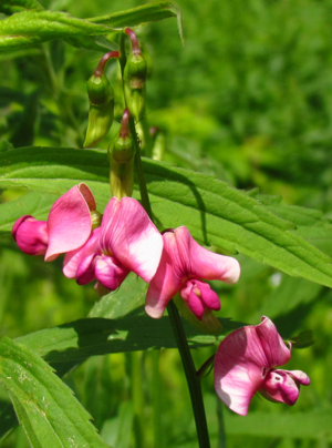 Tuberous Vetchling.jpg © D. Gordon E. Robertson