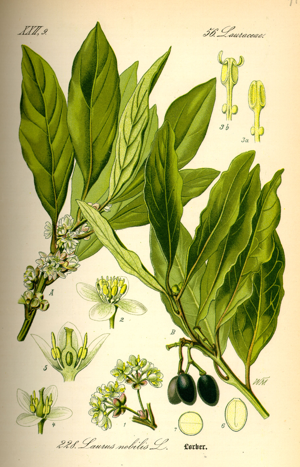 Illustration Laurus nobilis0.jpg © Commons