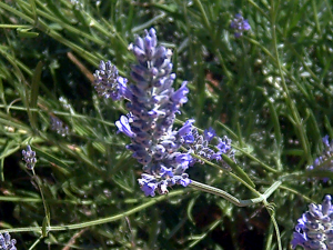 Lavandula latifolia DehesaBoyalPuertollano.jpg © Javier martin