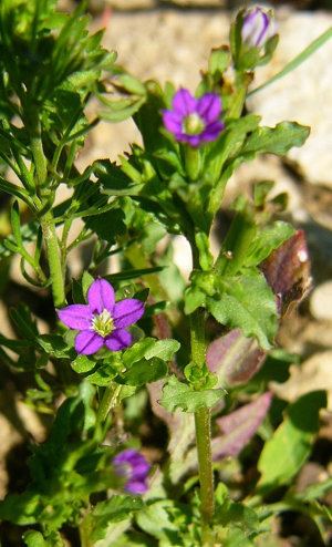 Legousia hybrida A.JPG © Thomas Meyer, Günzburg