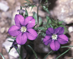 Legousia speculum-veneris1 eF.jpg © Fornax at German Wikipedia. Uploader to Commons is Körnerbrötchen.