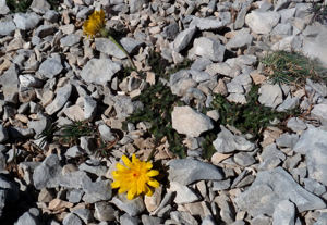 Leontodon crispus 1.jpeg © Aroche