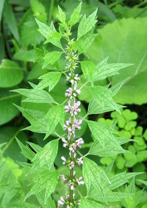 Motherwort.jpg © D. Gordon E. Robertson